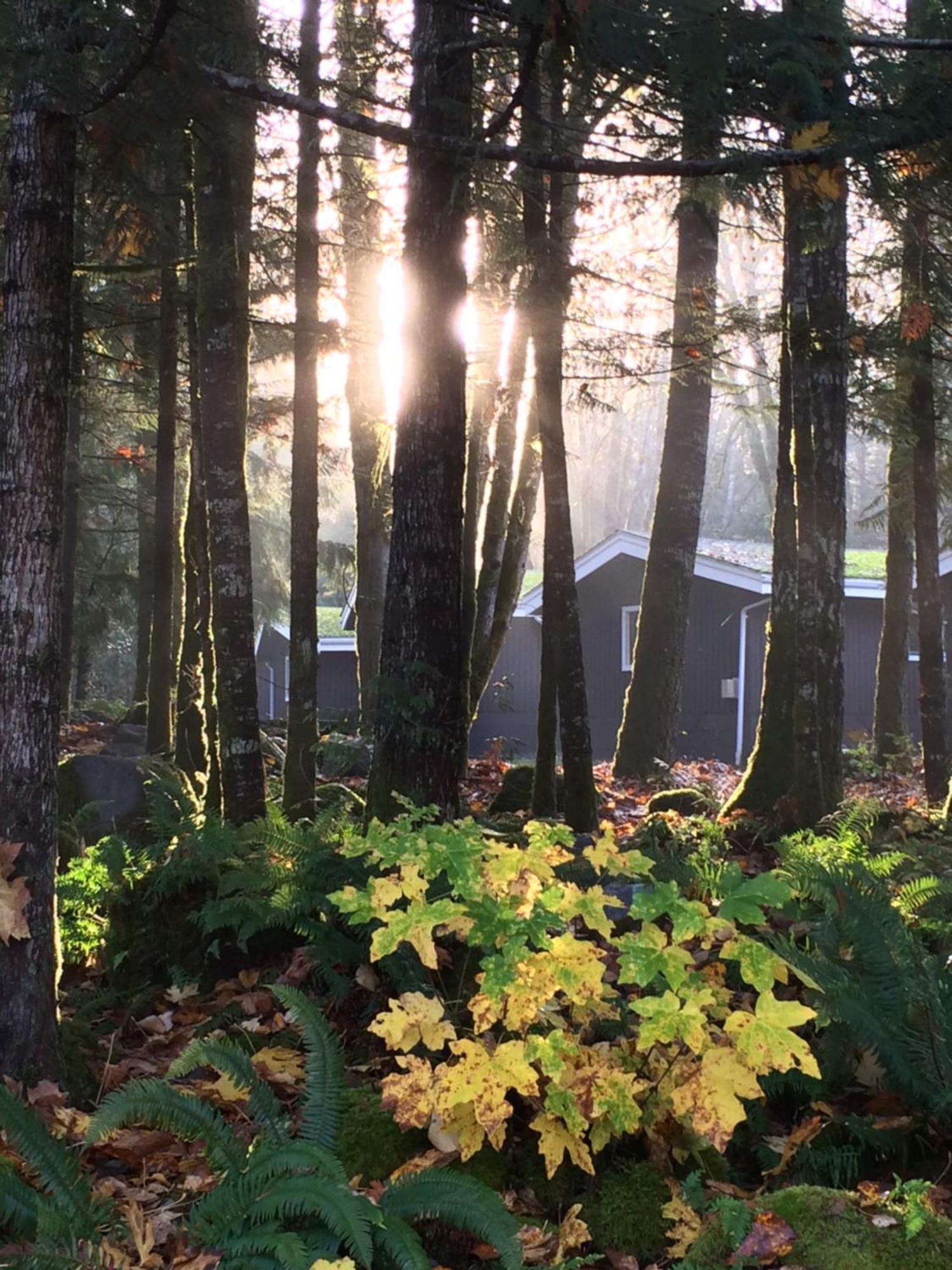 Sunwolf Riverside Cabins Brackendale Exterior foto